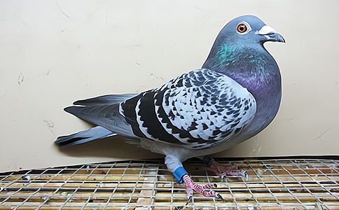 ������ِ�ɿ��������r��Ϣ���f��Ҫ��